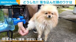 こんなはずじゃなかったワン...イヌの“落ち込んだ”表情に「絵に描いたようなションボリ」「吹いた」の声