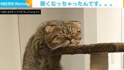 “奇抜な場所で立寝する猫” 顎をのせた先に「どこで寝てんねん！」とツッコミの声も癒される寝顔