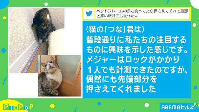 サイズを測ろうとしたら猫がお手伝い！？かわいすぎると話題に 2枚目
