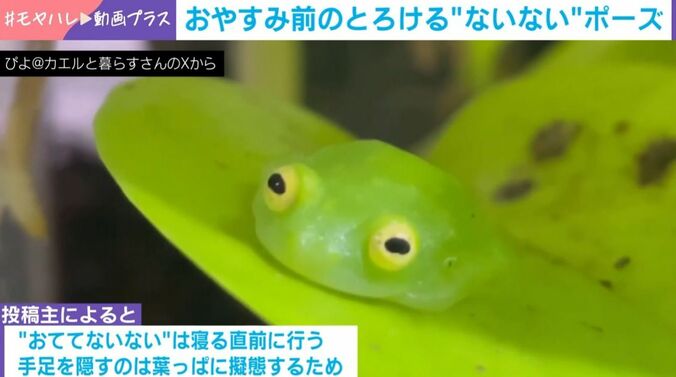 カエルの“おててないない”ポーズ
