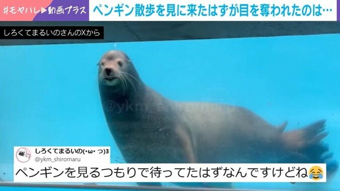 アシカのトイくん