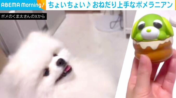 ポメラニアン・くま太