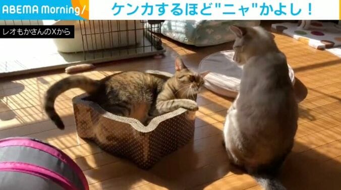 レオくん（6歳）、もかちゃん（6歳）