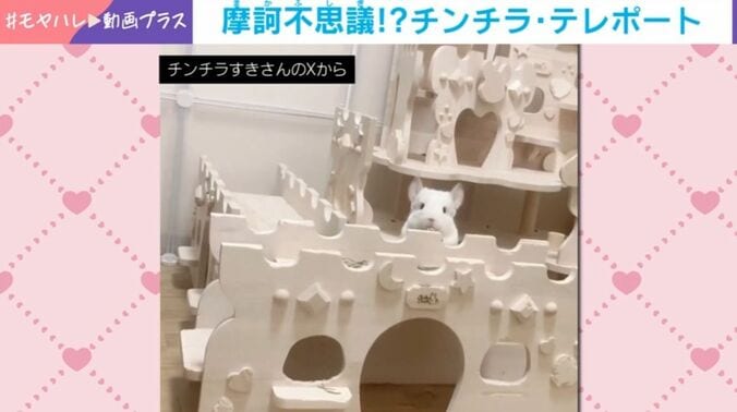チンチラ