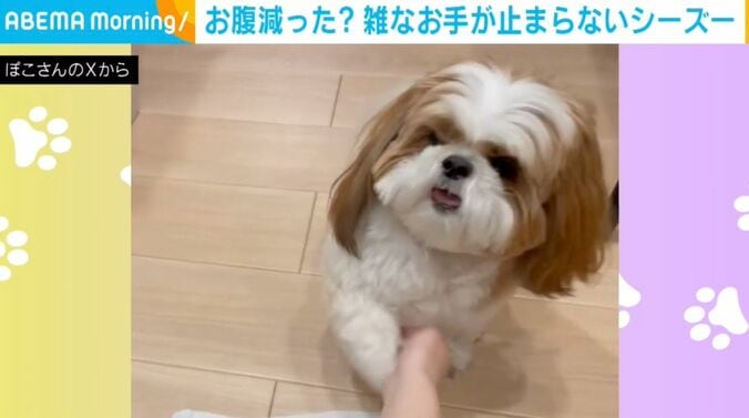 シーズーのぽこくん