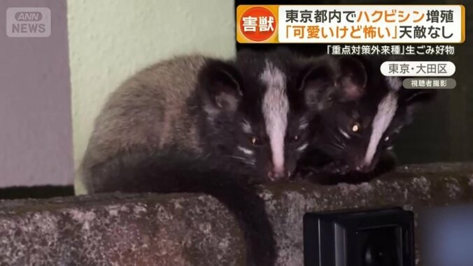 よく見るとハクビシン