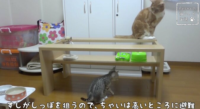 猫「お姉ちゃんって呼んでもいい…？」 姉妹のドキドキ10日間を放送決定 15枚目