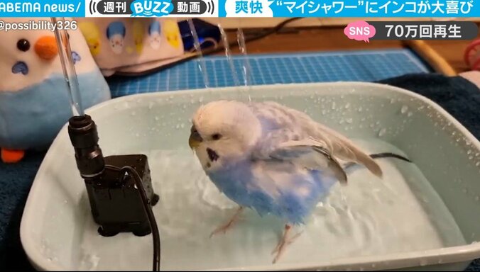 喜びすぎ！ ミニシャワーで水浴びをする小鳥のテンションがめちゃくちゃ高すぎると話題に 「可愛すぎます」「ずっと見ていられる」 1枚目