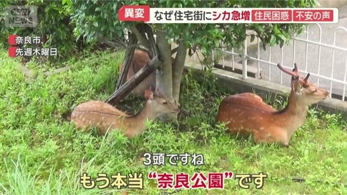 くつろぐシカが…