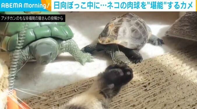 カメの軍曹くんとネコの小雪ちゃん