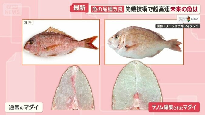 通常のマダイとゲノム編集されたマダイ