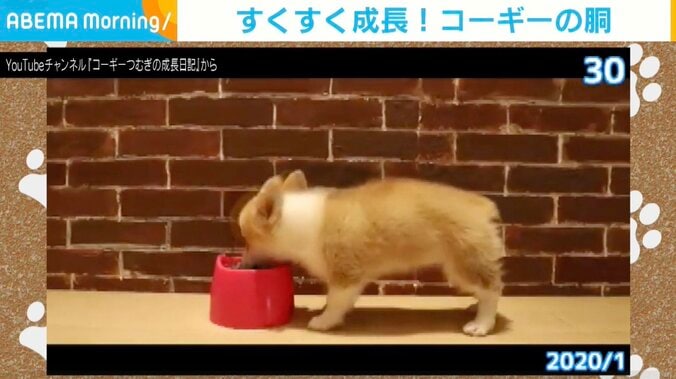 コーギーのつむぎちゃん