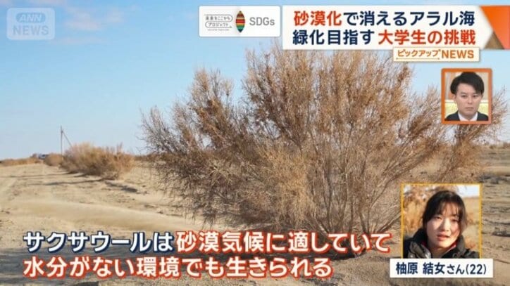 サクサウール