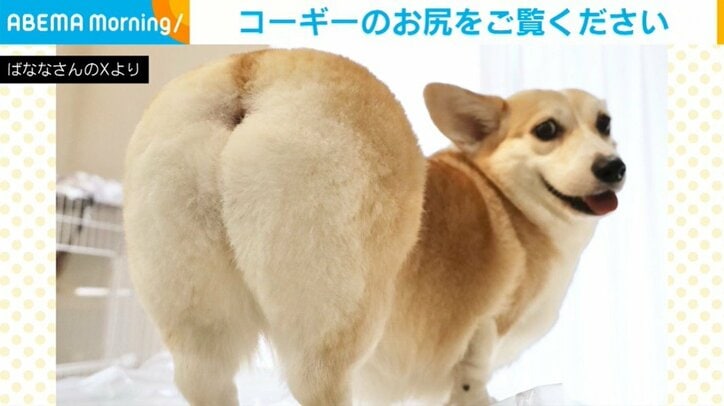 コーギーのあんずちゃん