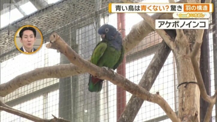 アケボノインコ