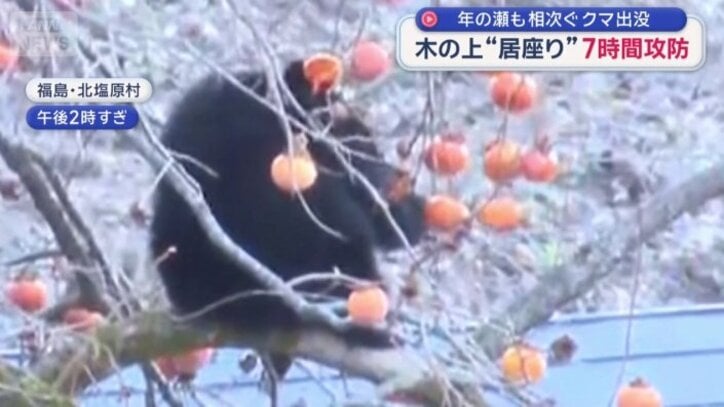 柿の実を食べ続けるクマ