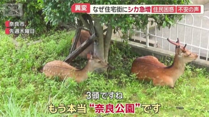 くつろぐシカが…