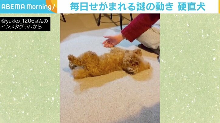 お腹を出して飼い主の手を催促、されるがままの犬が「ぬいぐるみみたい」