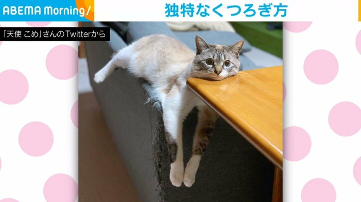 “独特なくつろぎ方”をする猫 「くつろげてる?」と聞きたくなる体勢に「良き表情」「すごい体勢」反響続々