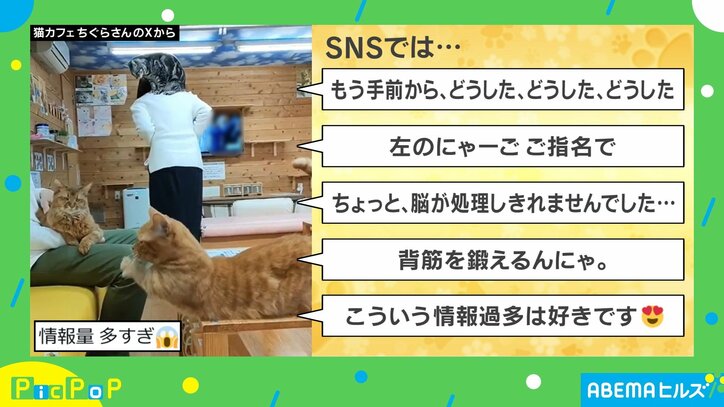 【写真・画像】【下書き】ピックポップ_次回更新は250303　※告知分に対応ビデオ挿入すること！　2枚目