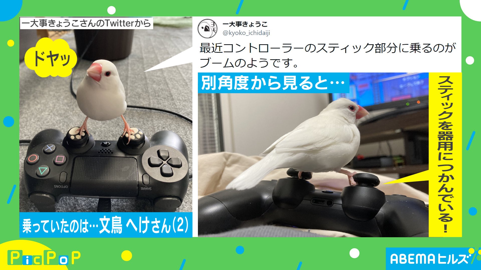 ドヤ顔の ゲーミング文鳥 が かっこいい これは強い と評判に 飼い主を取材 国内 Abema Times