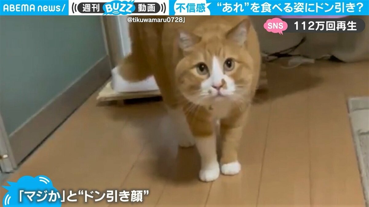 猫が飼い主に ドン引き 黒い物体を食べる様子に 不信感 が滲み出てしまう一部始終 国内 Abema Times