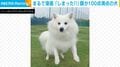 おやつキャッチに失敗した犬の“漫画みたいなリアクション”に爆笑の声「目がww」「『あーーっ!!』って顔」