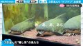 「あ、あむ、ゲブッ…」“可愛さとエグさ”がクセになる 古代魚の食事シーンが話題