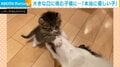 体格差を物ともせず挑む子猫！優しく手加減をする大型犬の姿に「優しいコですね」「可愛いしかない」とほっこり