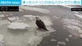 氷上で動けないハクトウワシ 警官らが連携プレーで無事救助 アメリカ・ハドソン川