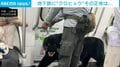 地下鉄に現れた“牙をむくクロヒョウ”…乗客を恐怖に陥れた「衝撃の正体」と持ち主の顛末 中国