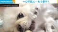「骨に取り憑かれてしまった」「2時間も…」飼い主のプレゼントに“ドはまり”した犬の姿が話題