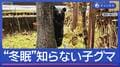年の瀬の市街地に急増　“冬眠法”知らない子グマが徘徊