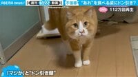 猫が飼い主に“ドン引き” 黒い物体を食べる様子に“不信感”が滲み出てしまう一部始終 【ABEMA TIMES】
