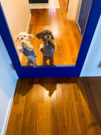 堀ちえみ『今日も元気だよ！』