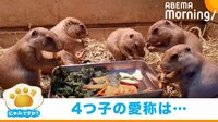 母親は名曲「さくら」… 4つ子のプレーリードッグの“愛称”が話題