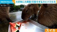 アニマルの夏…かわいい動画まとめ