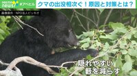 【映像】親子で車を追いかけてくる“野生のクマ”