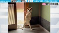 「ウチの犬もこうなるw」柴犬が玄関に侵入 必死のアピールに共感の声続々