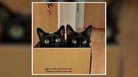 振り向くと2匹で“箱入り黒猫”【SNS 148万回再生】