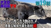 【第19話】ヒマラヤの尊い生き物「ヤク」貴重な解体作業を取材 編