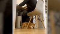 「デスク用こたつ」を導入したら柴犬が…