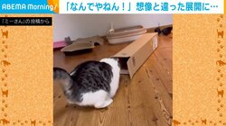 思わずツッコミたくなる! 猫の予想“斜め上”をいく行動に「そっち?!」「可愛いにゃ～」と話題