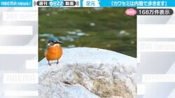 「生で見てみたい！」カワセミの貴重な“内股歩き”動画に「初めて知った！」「俊敏でカッコいいイメージでしたが可愛い」と反響
