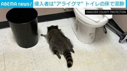 “泥酔アライグマ”が酒店に出没…千鳥足で棚から転落→翌朝トイレで発見される珍事 米バージニア州