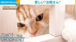 “隣の家”の猫に猛アピールするも… 相手にされず切ない表情を浮かべる猫が話題に