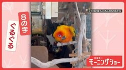 まるで歌舞伎役者　頭をぐるぐる…豪快に8の字を描くインコさん　どうして回してる？