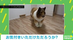 「本物だと思ってた…」リアルすぎる“犬の着ぐるみ”に驚きの声多数 投稿者「夢が1つ叶った」