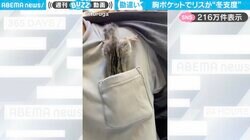 「冬ごもりの準備？」胸ポケットを必死に探るシマリスの姿がSNSで話題沸騰！「念入りすぎて笑う」「物を隠す動きしてる」