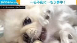 「骨に取り憑かれてしまった」「2時間も…」飼い主のプレゼントに“ドはまり”した犬の姿が話題